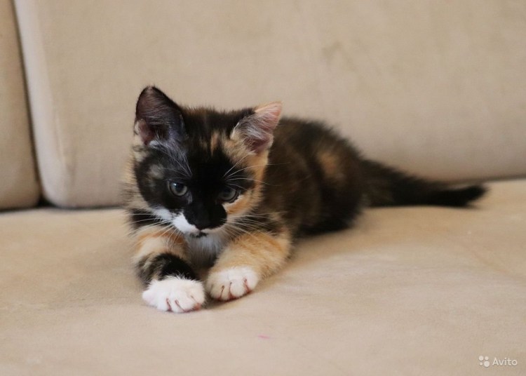 Сибирская кошка богатка