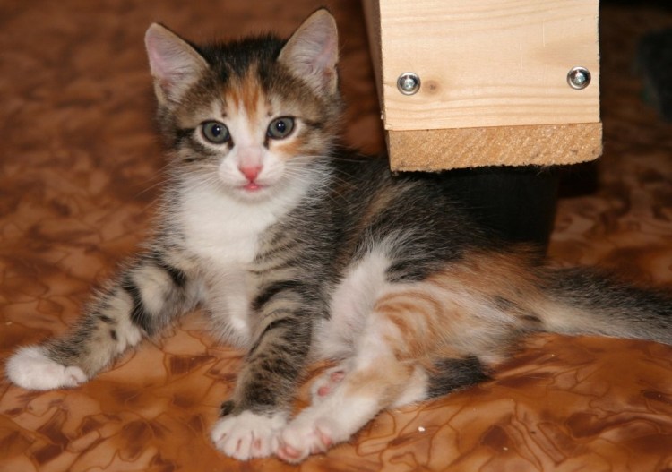 Трехцветные коты мальчики