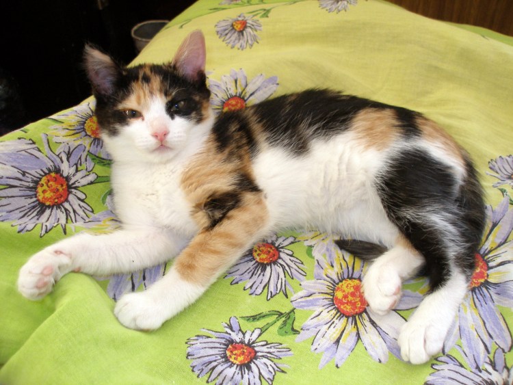 Трехшерстная кошка и котята