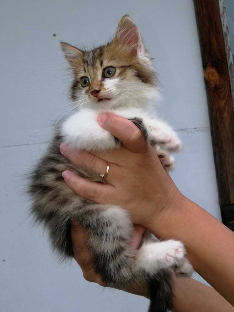 Трёхцветный кот мальчик