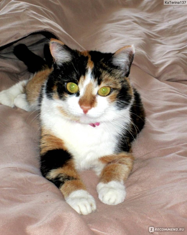 Котята породы трехцветные
