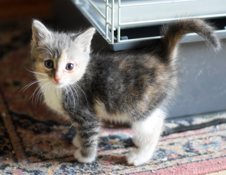 Беременная трехцветная кошка