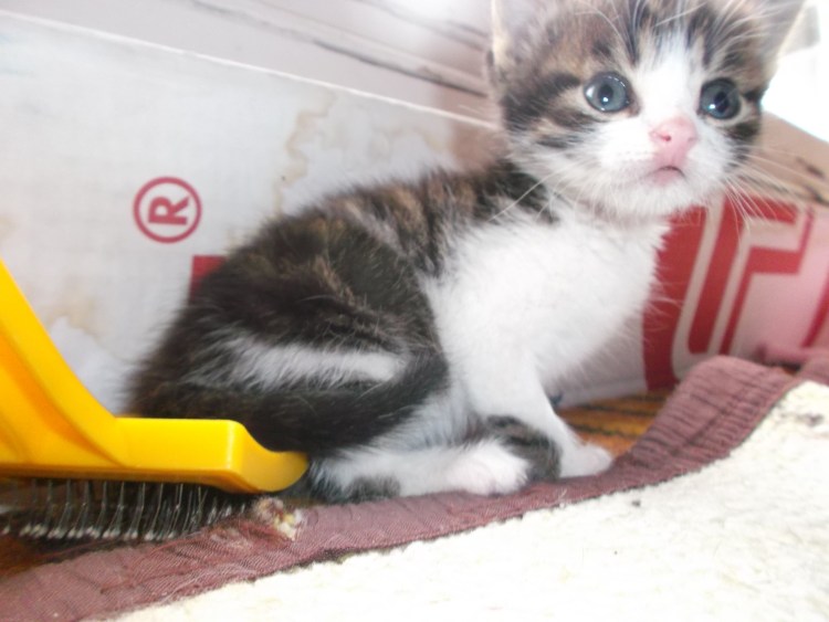 Котята серые трехцветные