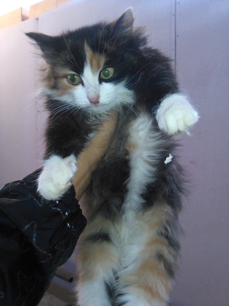 Окрас Арлекин у кошек