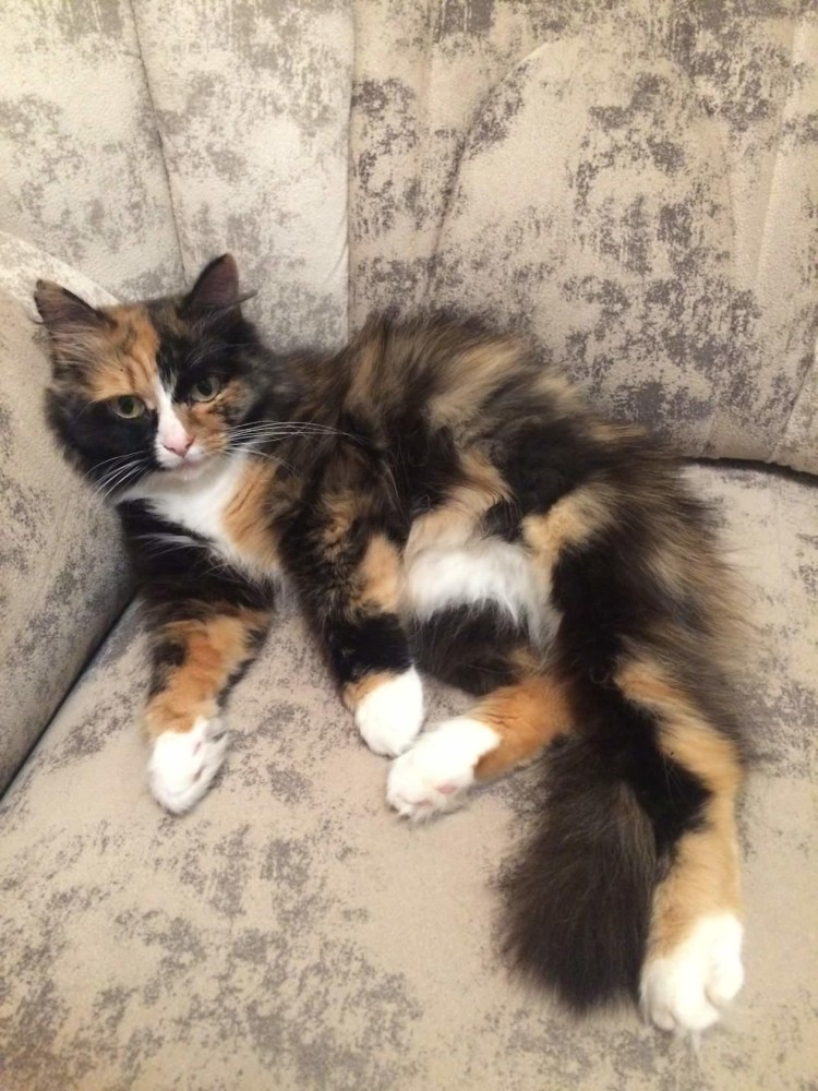 Эгейская кошка трехцветная