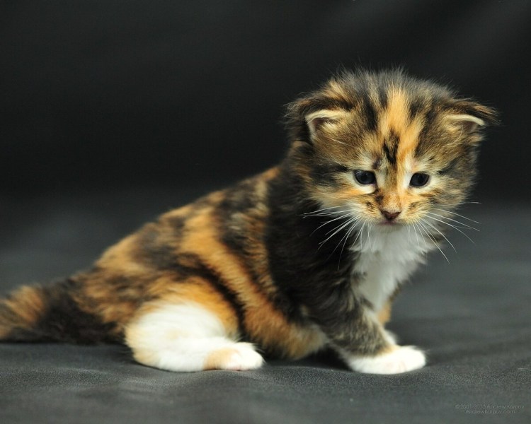 Черепаховый кот мальчик