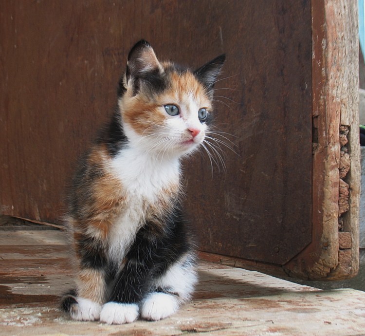 Сибирская кошка Триколор