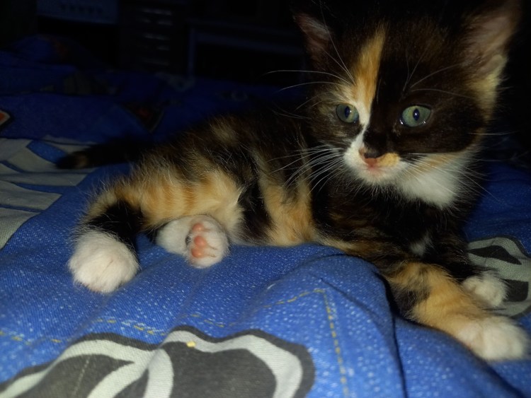 Кошечки которые кошечки мальчики