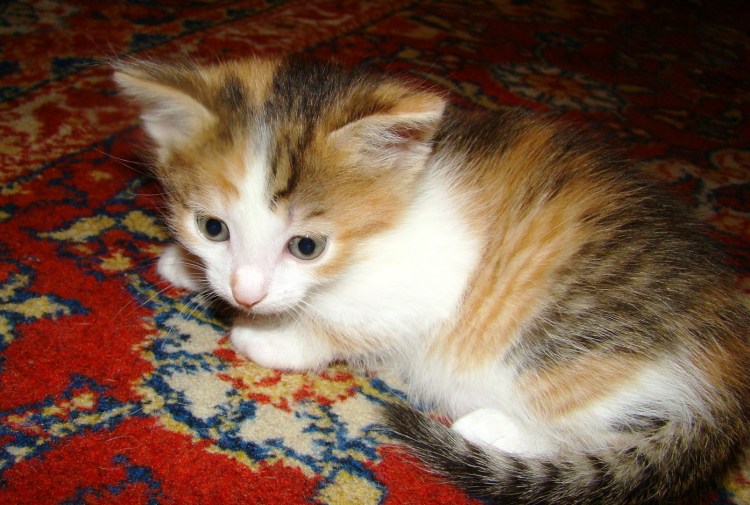 Трехцветные кошки Калико