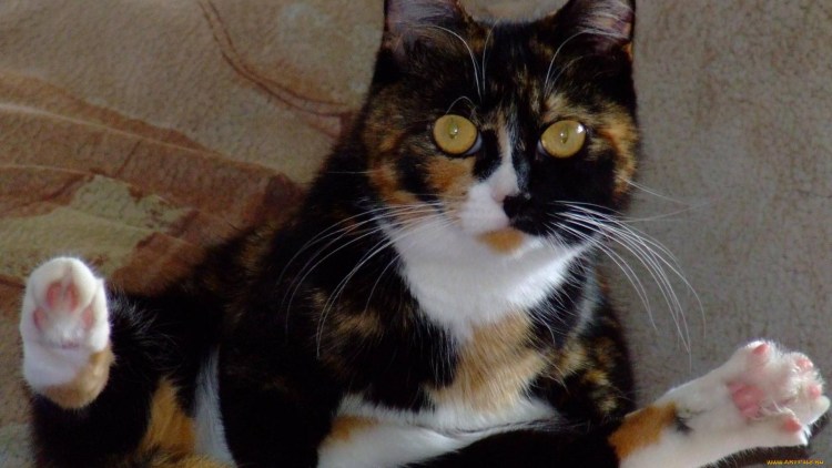 Трехцветные коты мальчики