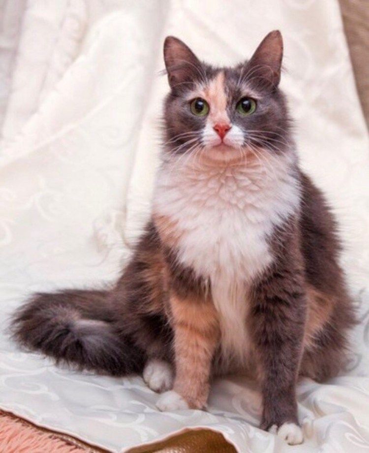 Трехцветная кошка с котятами