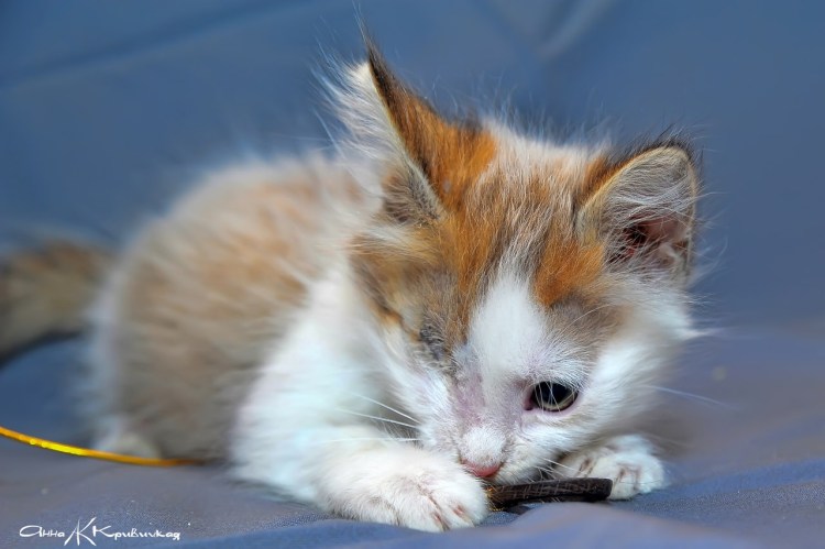 Кот черепахового окраса самец