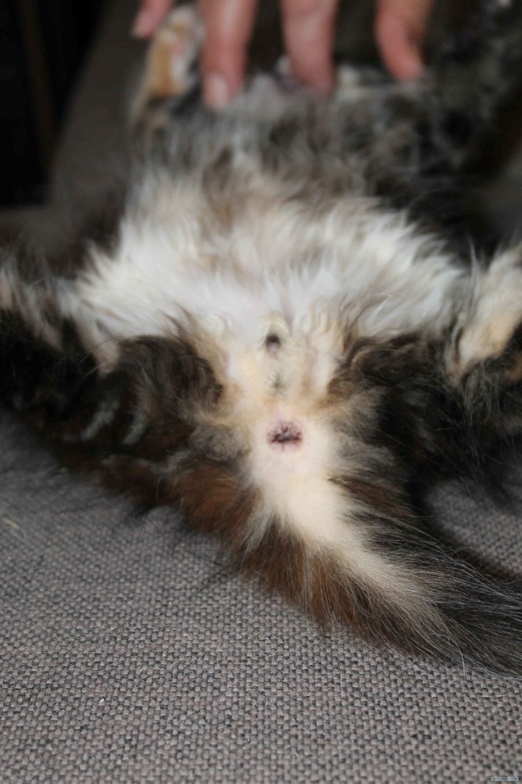 Трёхцветный кот мальчик