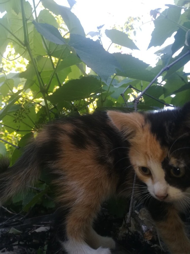 Трёхцветный кот с яйцами