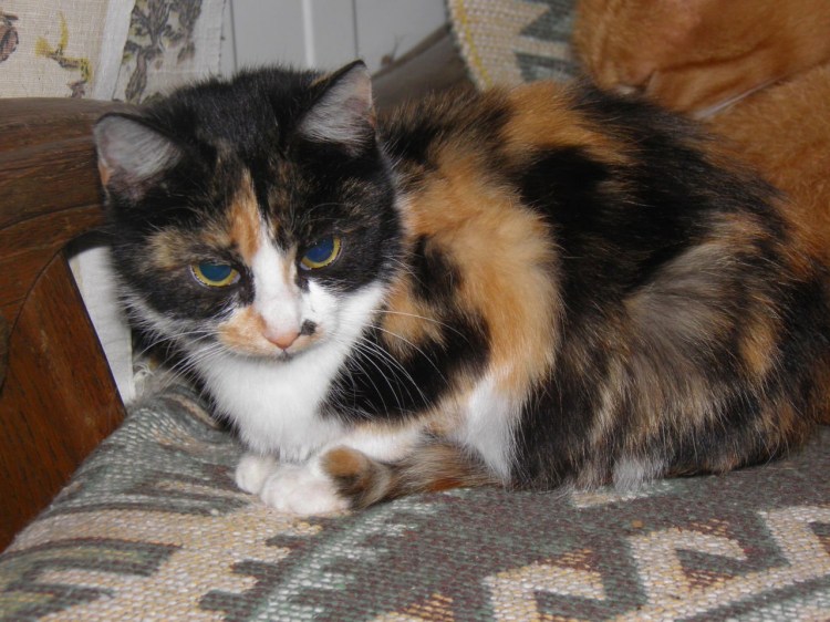 Метис кошка трехцветная