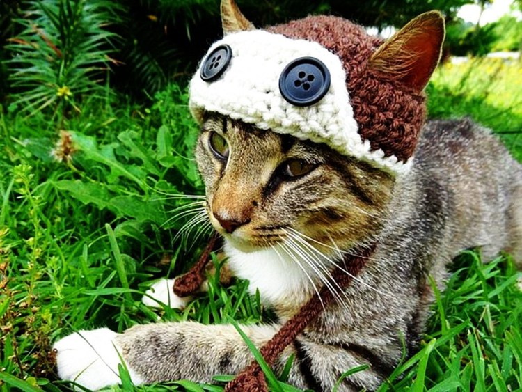 Котик в костюме лягушк