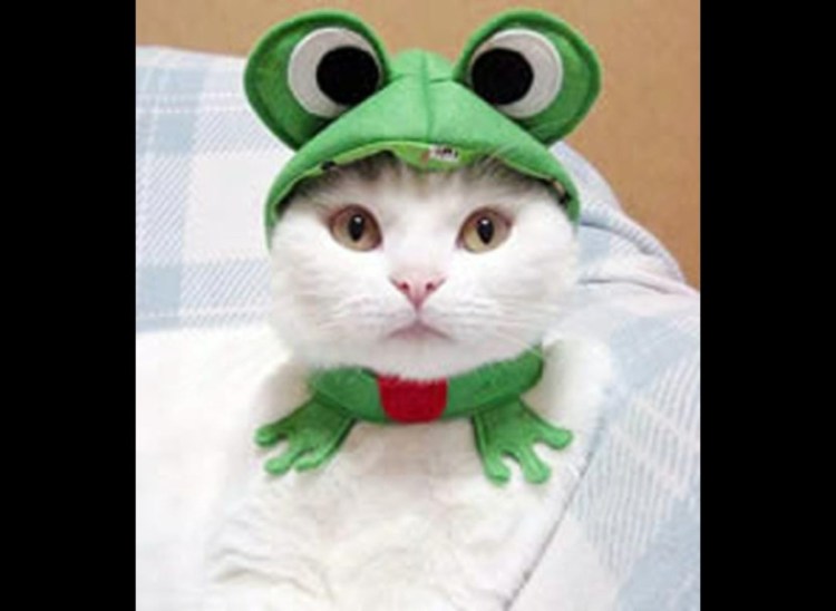 Котенок в костюме лягушки