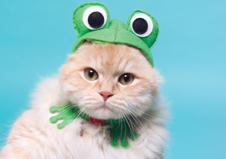 Котик в шапке лягушки из бисера