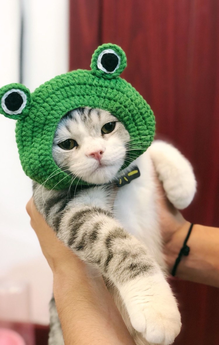 Кот в зеленой шапке