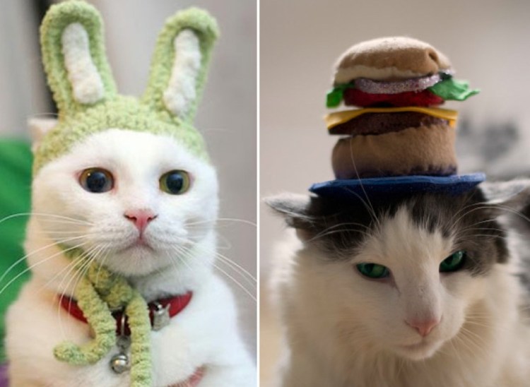 Кошка в шапке лягушки