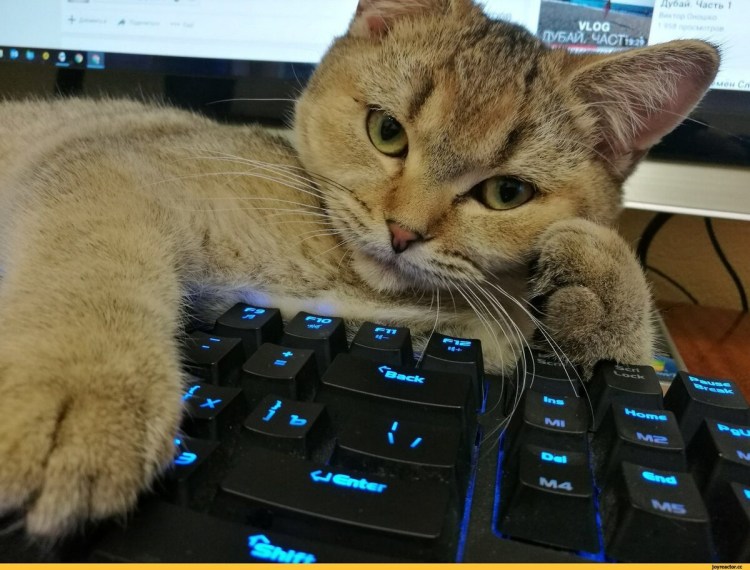 Котенок и ноутбук