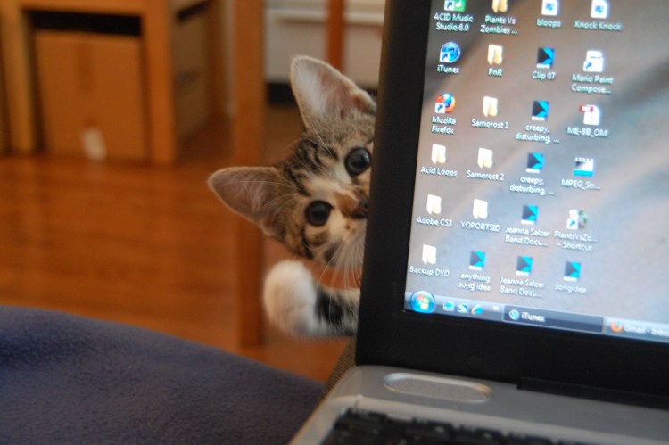 Кот за монитором