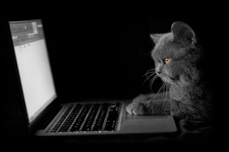 Кот с ноутбуком