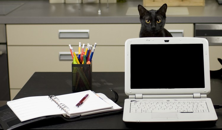 Кошка в офисе