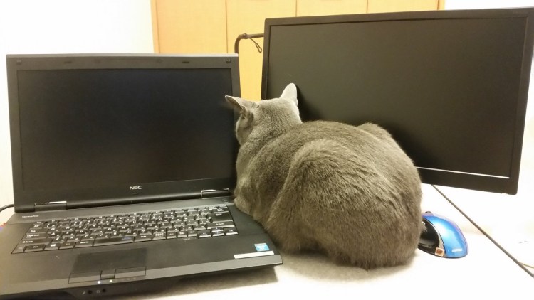 Коты и компьютеры