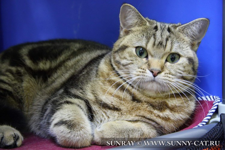 Британская Золотая шиншилла