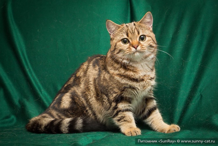 Британская кошка котенок мрамор на золоте