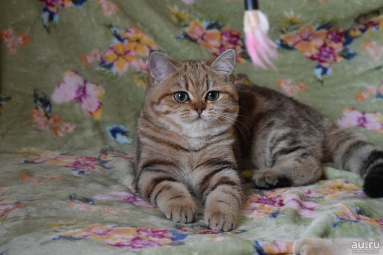 Голландская мраморная кошка