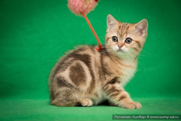 Мраморный британец котенок