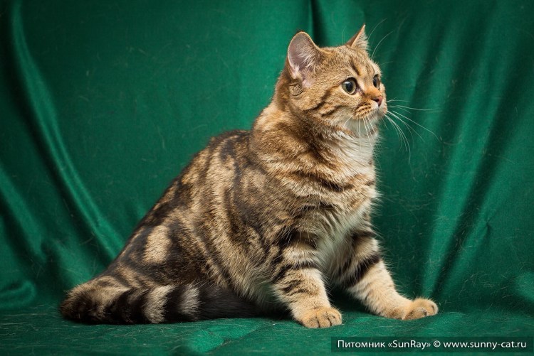 Шотландская кошка прямоухая золотой мрамор