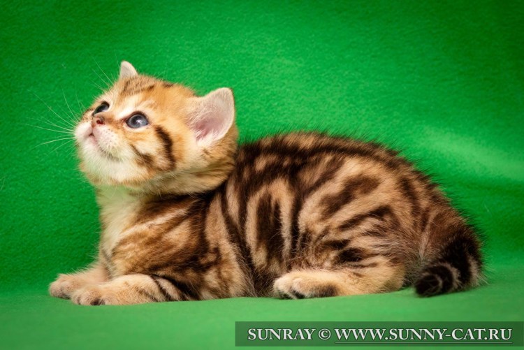 Кот британец мраморный золотой