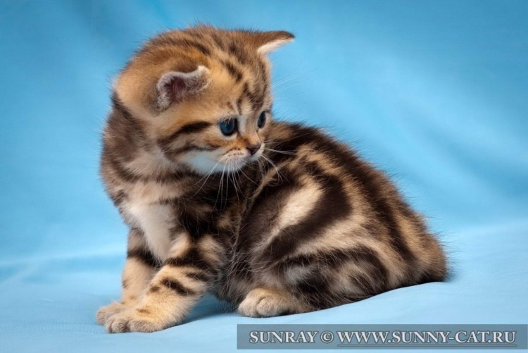 Шотландская скоттиш страйт мраморная Золотая