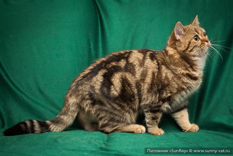 Окрас: Bri NY 22 - черный золотой мраморный