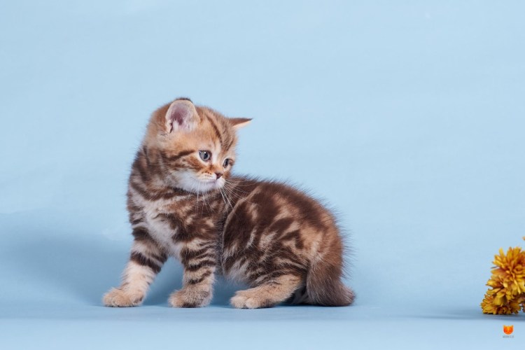 Британец мраморный табби золотой