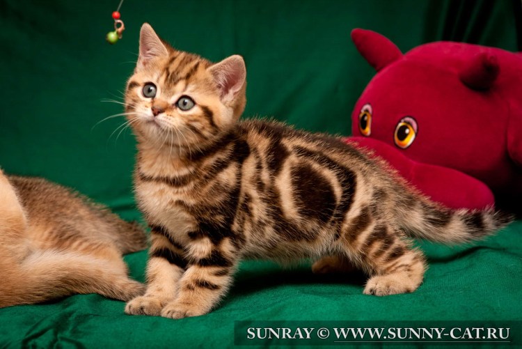 Золотой табби британец