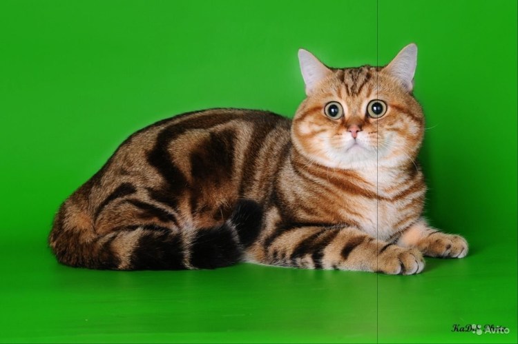 Британец мраморный табби золотой