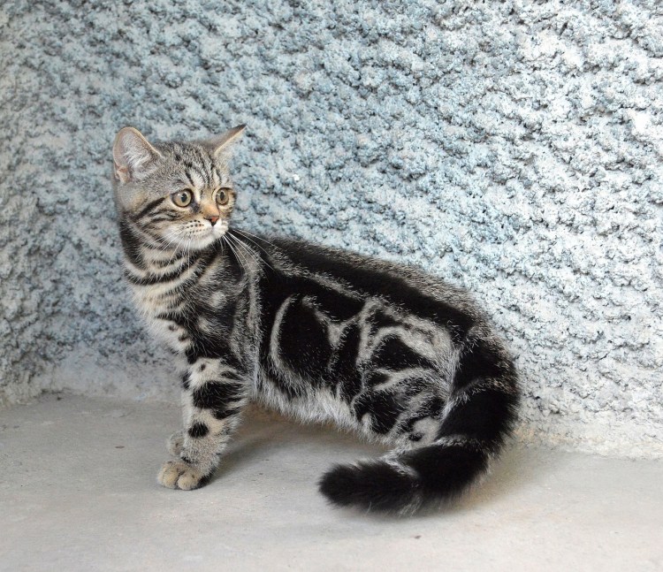 Шотландская кошка прямоухая золотой мрамор