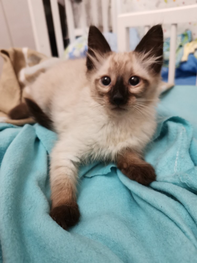 Метис тайской кошки фото