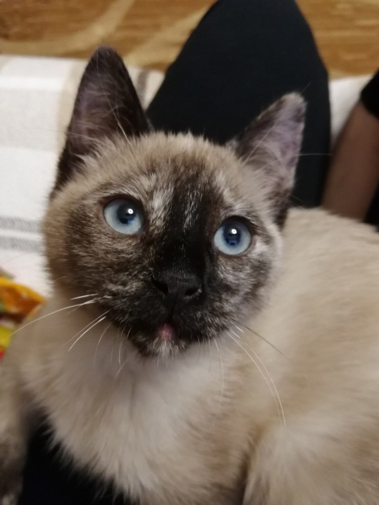 Кошечка Симочка Сиамская метис