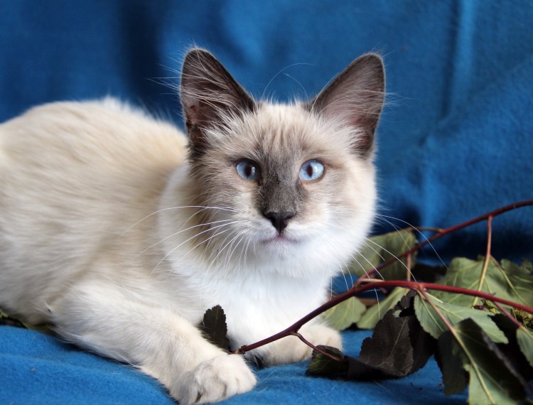 Кот метис Невская маскарадная