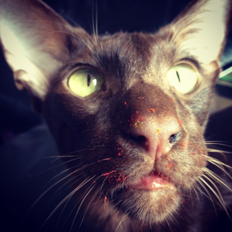 Некрасивый кот