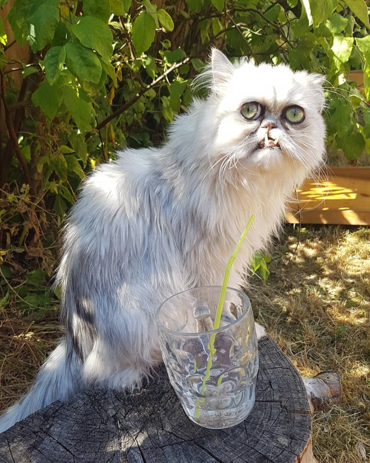 Персидская шиншилла кот Уилфред