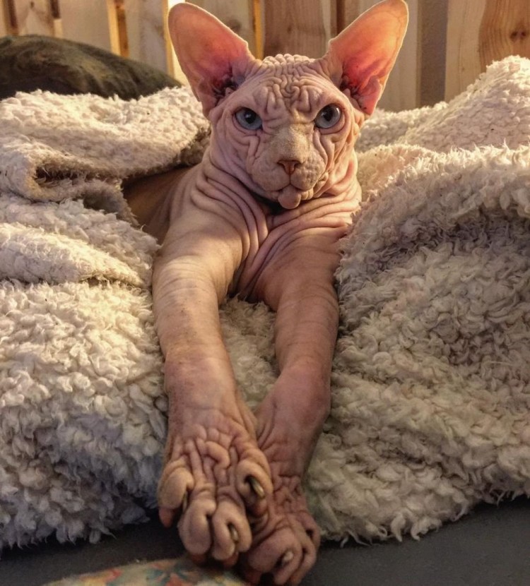 Страшные породы кошек