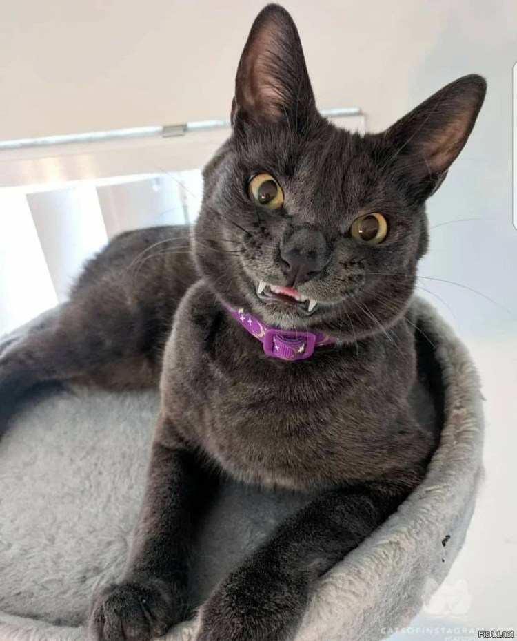 Лысая Британская кошка