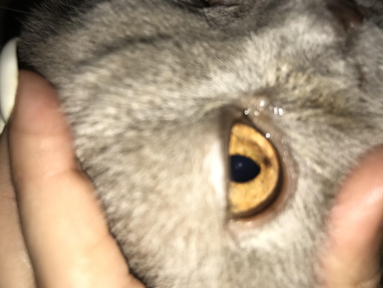 Пятно на глазу у британца