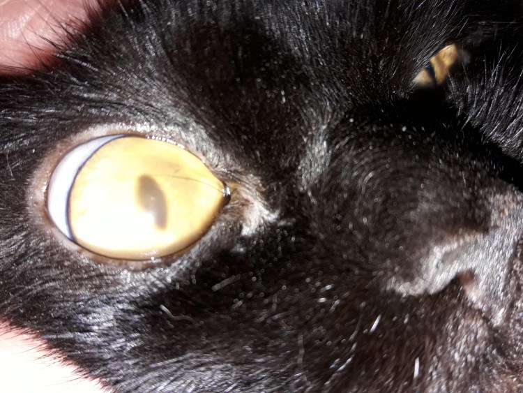 Корнеальный секвестр у кошек